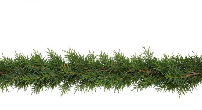 Elegant evergreen border on clean white background, perfect for seasonal design