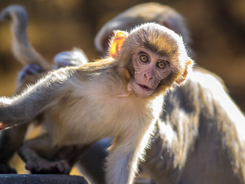 Young rhesus macaque looking curiously at the camera in bright sunlight with other monkeys in background