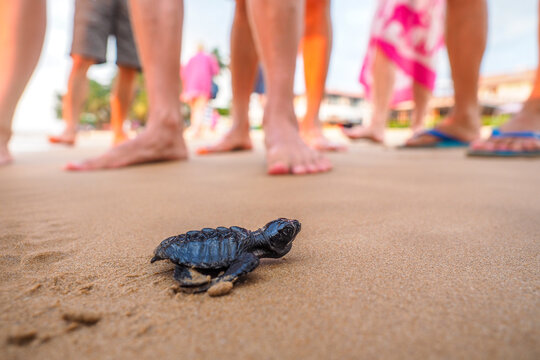 Baby sea turtle crawling on sand with people watching during hatchling release on tropical beach