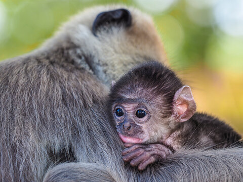 Adorable baby monkey clings to mother&rsquo;s fur with wide eyes, close-up shot in natural setting