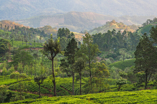 Tea Plantation (Camellia sinensis) Lush Landscape in Sri Lanka