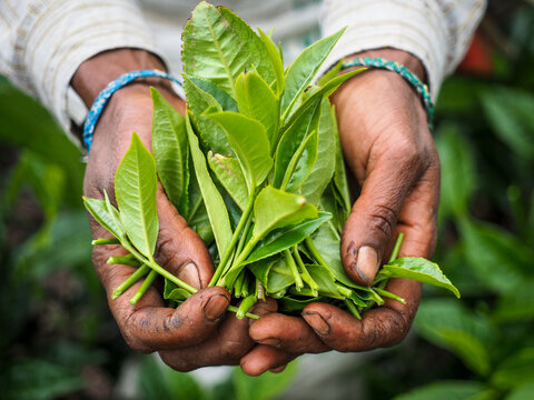 Hands holding freshly picked tea leaves on plantation during harvest season in Sri Lanka