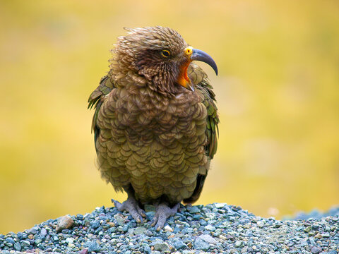 Kea parrot with ruffled feathers perched on gravel with soft yellow background, New Zealand