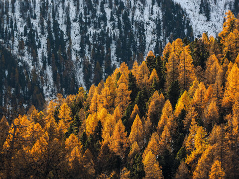 Dramatic Contrast of Golden Autumn Larch Trees and Dark Evergreen Pine Forest Meeting Snow-Covered Slopes in the Swiss Alps near Saint Moritz - Engadin Switzerland