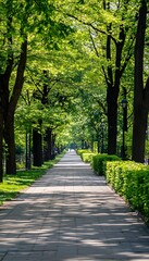 Obraz premium Park pathway lined with trees