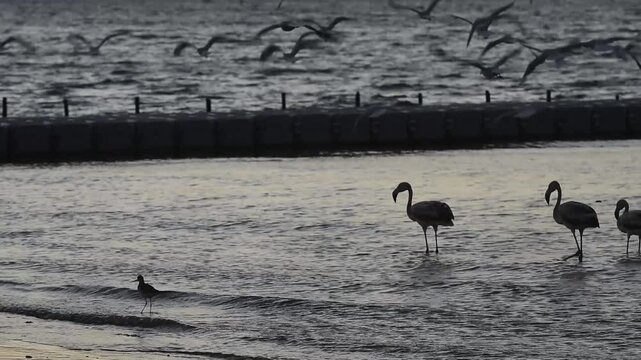 Peru, Paracas Bay, Pacific Ocean, sunset with pelicans on the beach