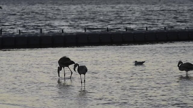 Peru, Paracas Bay, Pacific Ocean, sunset with pelicans on the beach