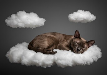 Obraz premium Burmese cat peacefully dreams on fluffy white clouds against gray background