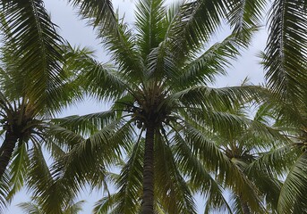 Obraz premium Emerald Canopy's Embrace AI Generated