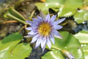 Beautiful blooming lotus flower