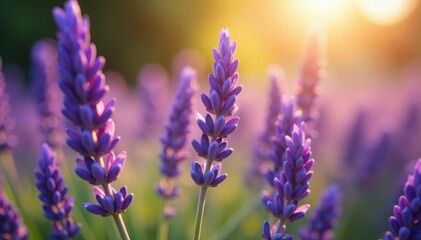 Fototapeta premium Close-up of vibrant purple lavender flowers in full bloom, bathed in sunlight , rustic, plant