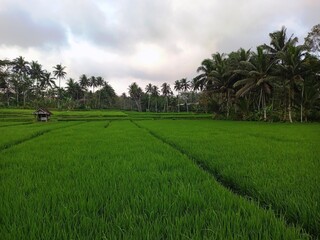 Vibrant Green Rice Paddies in Tropical Landscape