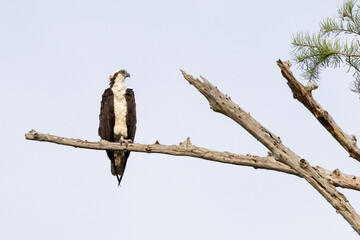 Perched Osprey