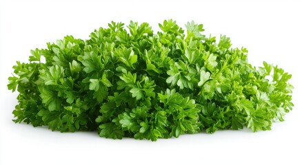 Obraz premium Fresh green parsley bunch isolated on white background.