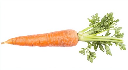 Fresh orange carrot with vibrant green tops, isolated on white.