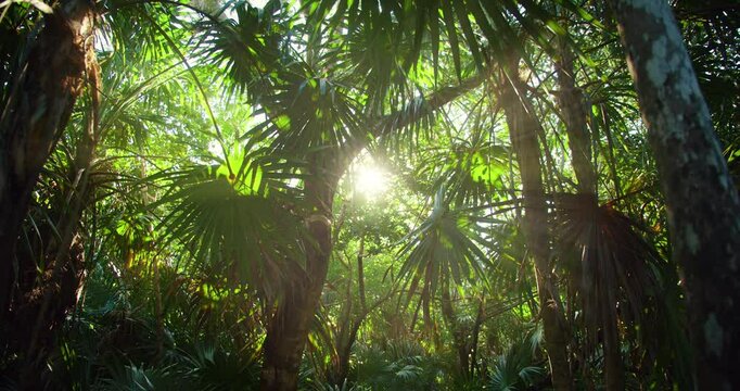 Sunlight filtering through dense tropical foliage in a lush jungle setting