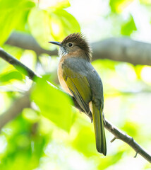 close up of mountain bulbul bird singing on the tree branch