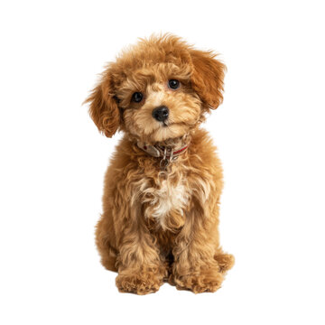A cute brown poodle puppy sitting isolated on transparent background.png white background