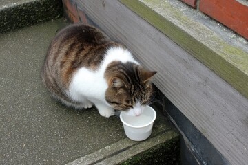 Tabby Cat Drinking Water from a White Bowl by a Building Wall on a Paved Surface, Captured in Natural Light, Showing Curiosity and Playfulness of Feline Behavior
