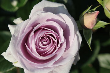 庭に咲く薄い紫のバラ
