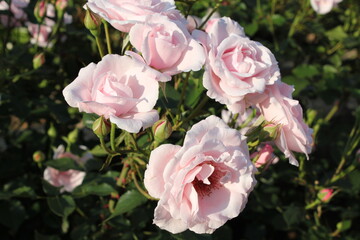 庭に咲く薄いピンクのバラ
