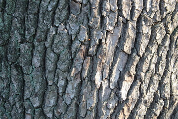 Tree bark close-up texture image　木の樹皮アップ写真テクスチャ画像

