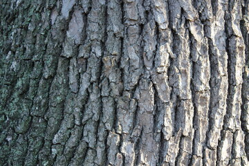 Tree bark close-up texture image　木の樹皮アップ写真テクスチャ画像
