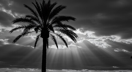 Monochrome Majesty: Sunburst Serenade AI Generated