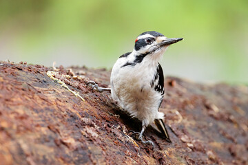 Male Hairy Woodpecker - Leuconotopicus villosus with Black and White  Feathers Perching on a Fallen Tree with Soft Green Bokeh Background