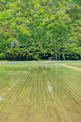 初夏の田園風景　山口県山口市　
Rural landscape in early summer. Yamaguchi Pref,...