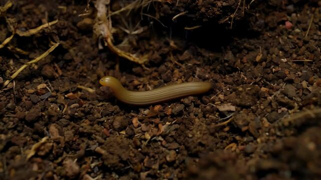 Detailed close-up view of a hammerhead worm crawling on dark soil in a natural outdoor environment with dead plant material.