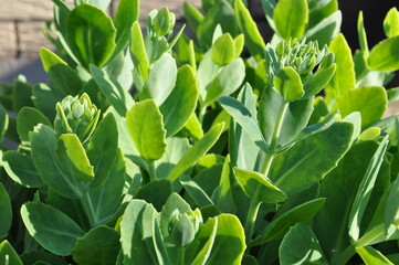 Fresh Vegetable Growth in a Natural Garden