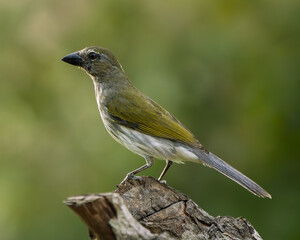 Streaked Saltator