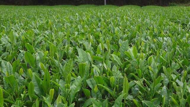 和束の茶畑 宇治茶 和束茶