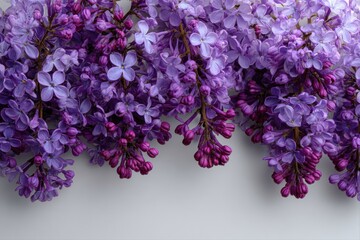 Fototapeta premium Beautiful Lilac Blooms. Close-up of vibrant purple lilac flowers arranged artistically.