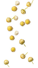 Assorted yellow and white garlic bulbs and cloves scattered isolated on white background for culinary ingredients and food preparation concepts