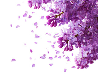Lilac blossoms and falling petals isolated on transparent background