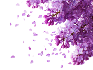 Lilac blossoms and falling petals isolated on transparent background