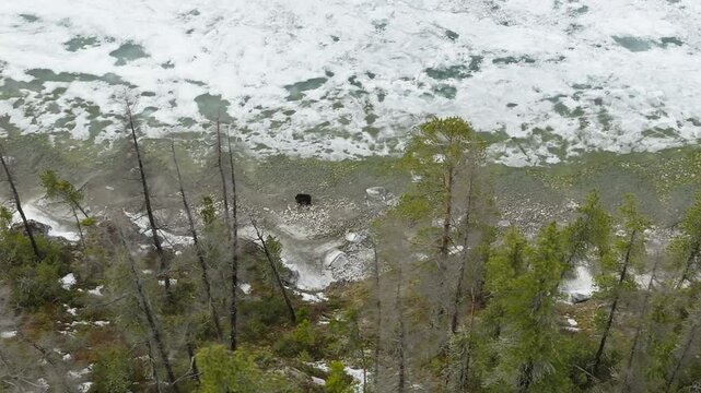 A lone wild brown bear wanders along the icy shore of a lake and search of food 