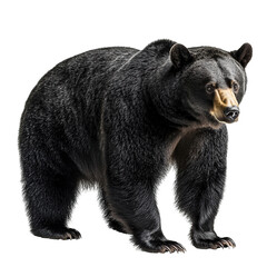 Fototapeta premium Full Body Black Bear Animal Isolated on PNG Transparent Background 