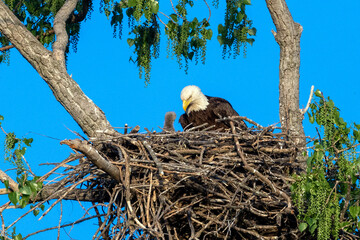 bald eagle in the nest