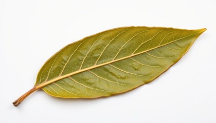 Obraz premium Exploring the beauty of a bay leaf nature photography studio setting close-up focus botanical art