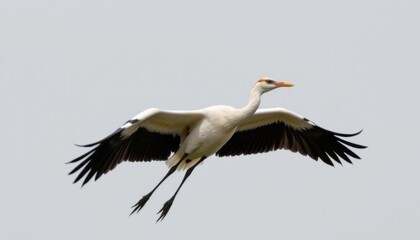 Fototapeta premium Graceful great egret in flight over marshlands nature photography aerial view serene environment