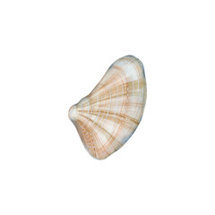 A seashell painted in watercolor, in isolation.