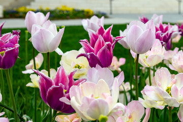 pink and white tulips