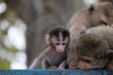 Baby Monkey with Family in a Natural Habitat