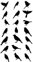 Fototapeta premium Feathered Shadows: A Bird Silhouette Collection
