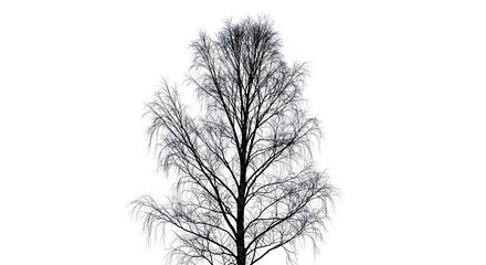 Fototapeta premium Winter's Silhouette