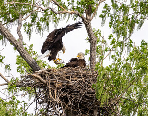 Eagle in a nest