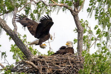 Eagle in a nest